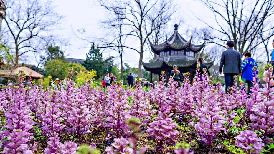 苏州园林四大名园之首,苏州园林拙政园景点介绍