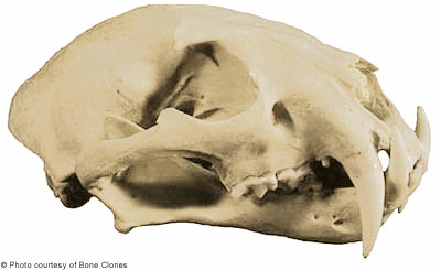 剑齿虎的牙齿那么长是怎么捕食的,剑齿虎有没有捕食者之眼