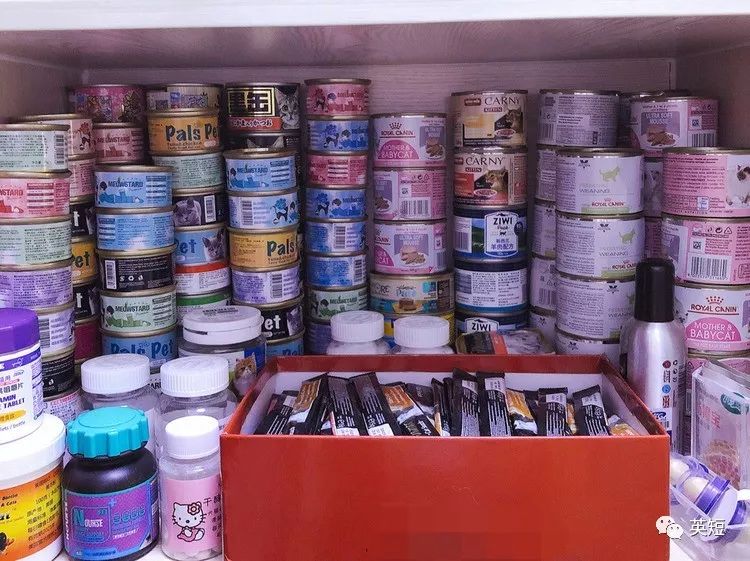 养猫必备清单之猫零食,养猫必备品清单大全