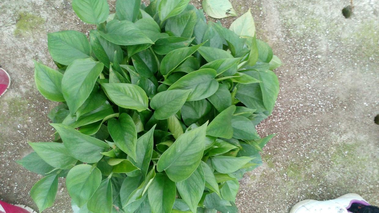 招财养什么绿植好养活呢,什么绿植好养又招财