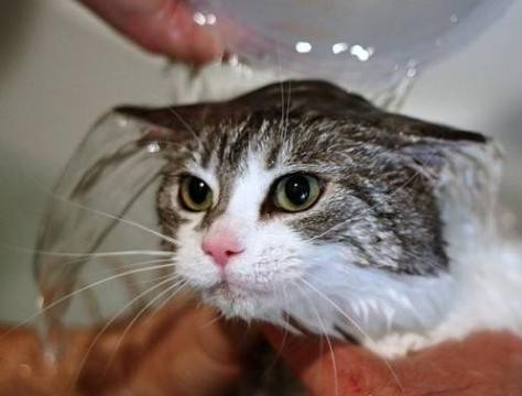 小猫呕吐拉稀吃什么消炎药,二个月小猫拉稀呕吐怎么办