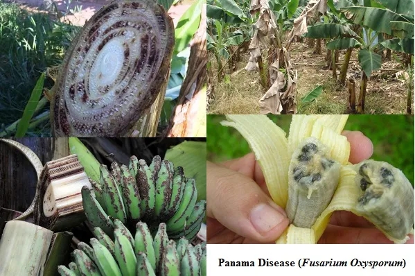 这种水果，是世界上第4大粮食作物，六亿人的救命粮