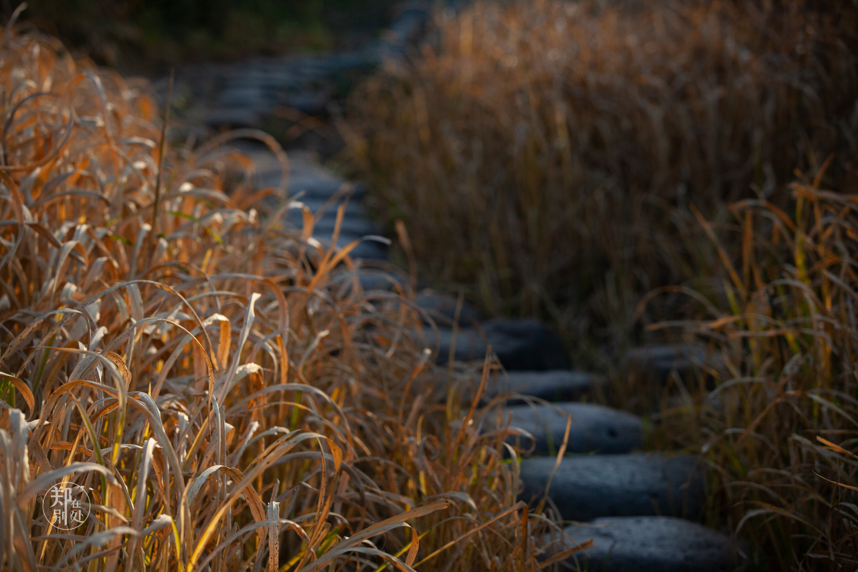 坐公交游杭州几路最好,杭州87路公交沿路风景