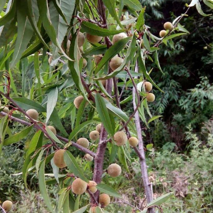 脑纹桃核手串的正确盘法,纹路跟脑子一样的桃核手串