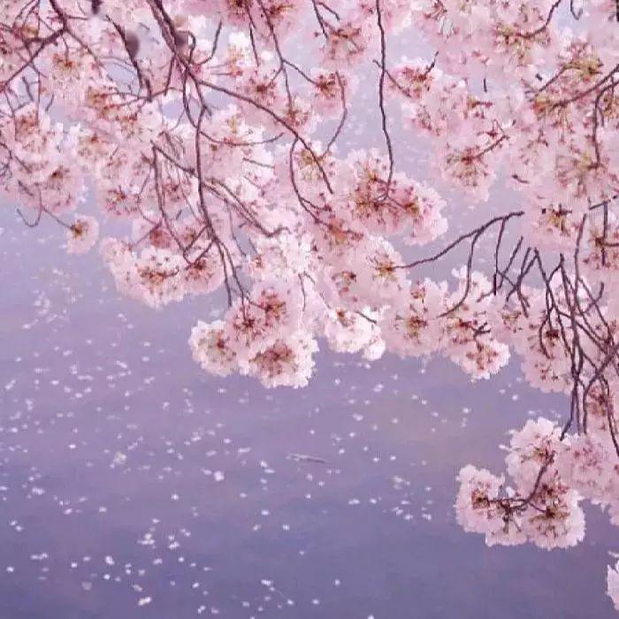 流年过往莫被辜负,经历了世事沧桑还能待你如初