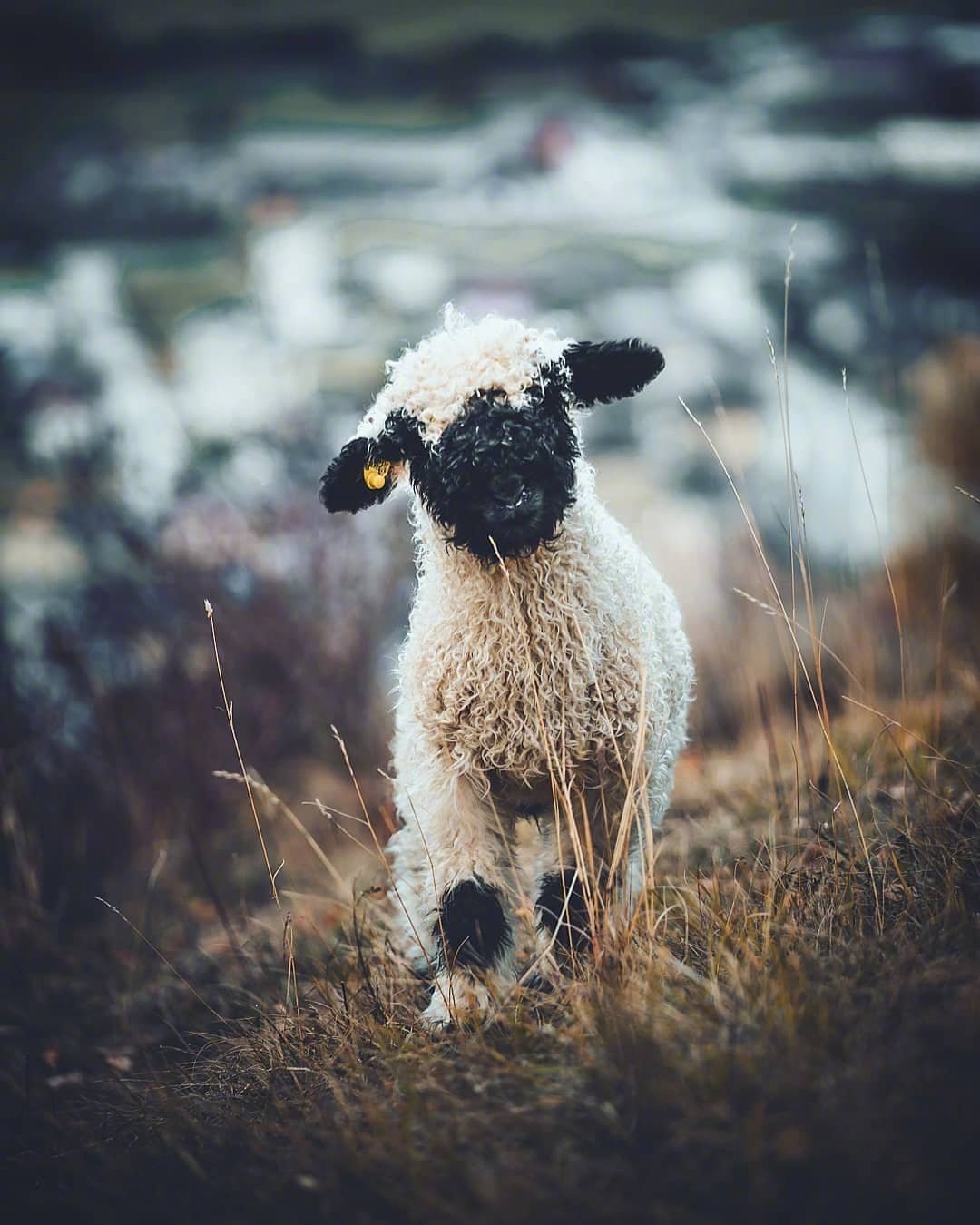 今日萌图,仓鼠身上长了疑似肿瘤的东西