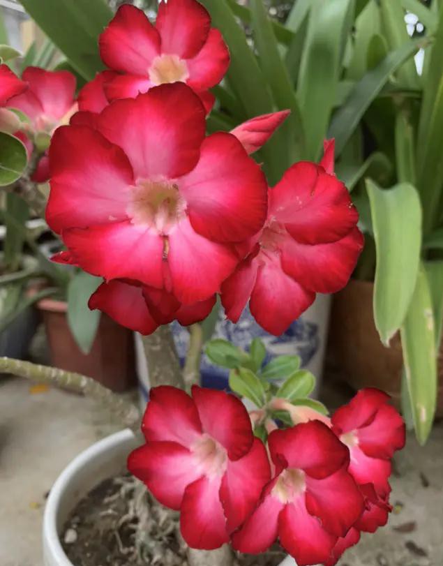 夏天种花不浇水的小窍门,哪十种花夏季少浇水