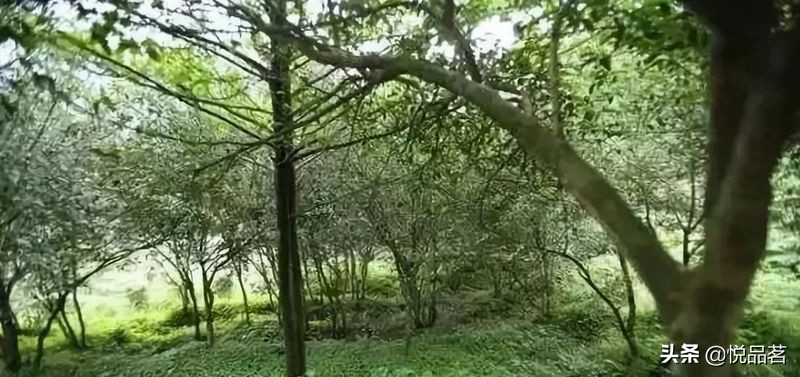 荒野福鼎白茶与台地的区别,福鼎白茶荒野老白茶哪种最好