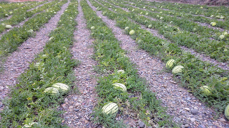 禁种戈壁西瓜的原因,戈壁西瓜为什么禁种