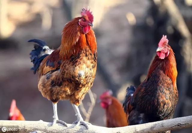 养鸡哪种鸡品种好,养鸡品种哪种最好养