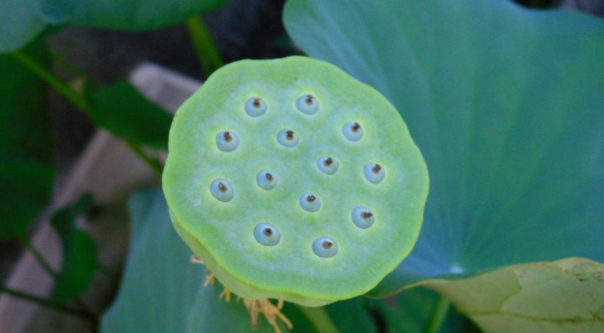 碗莲结了莲蓬怎么办？留下还是摘掉？详解碗莲结实后的养护