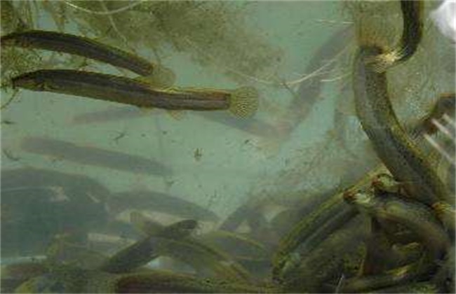 泥鳅自然养殖方法有哪些,正规泥鳅养殖方法有哪些