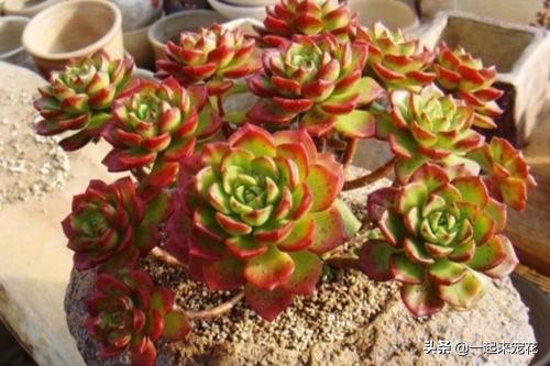 多肉蒂亚小苗怎么养好,养多肉一个月的变化