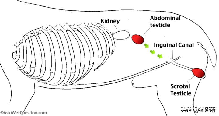 8个猫咪「性」的冷知识，务必背着主子看