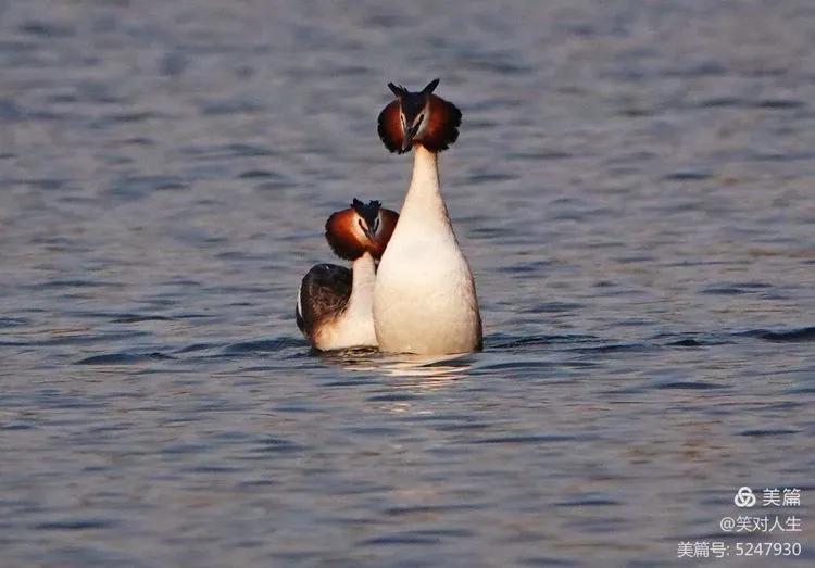 凤头鸊鷉粤语,斑头雁飞得最高的鸟
