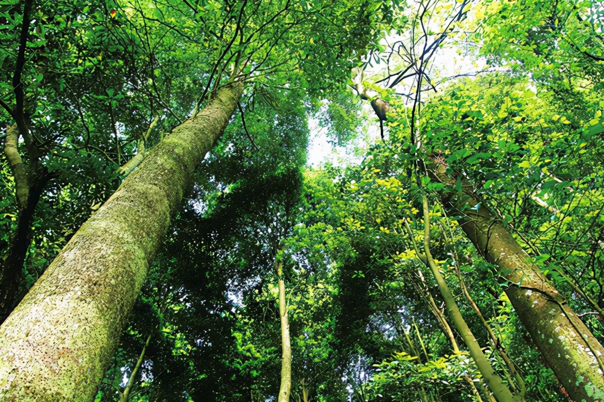 金丝楠木贵但为啥没人种,金丝楠木里面的金丝真的是金吗