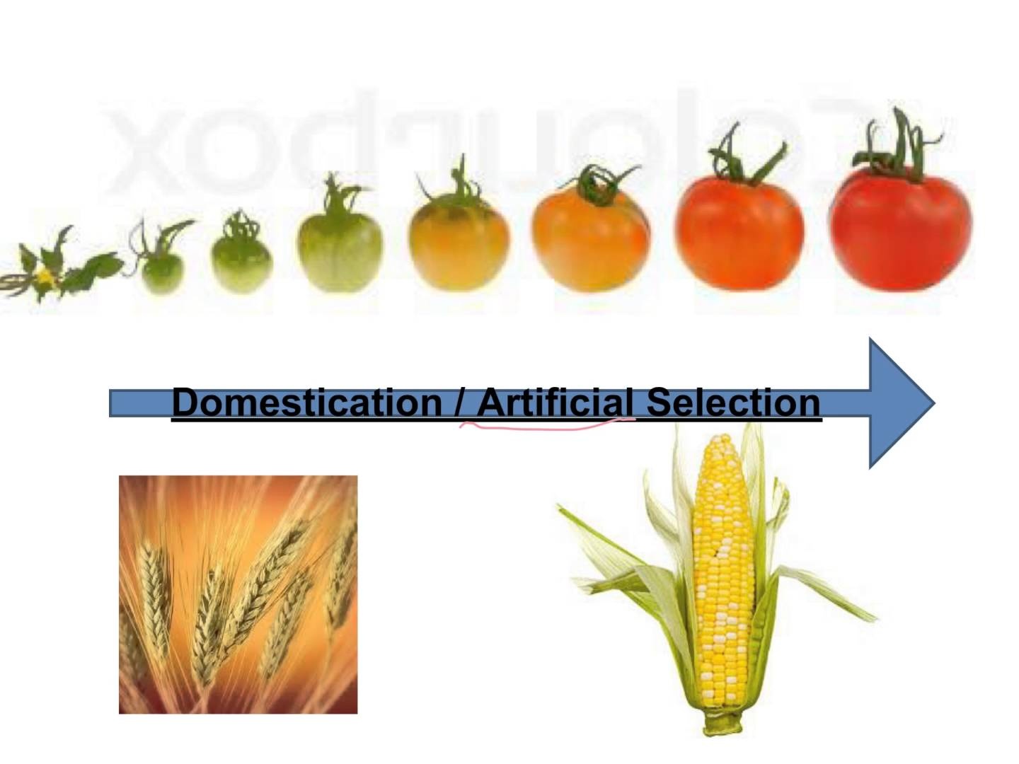 科学家怎样证明进化论,进化论有可以观测的进化证据吗