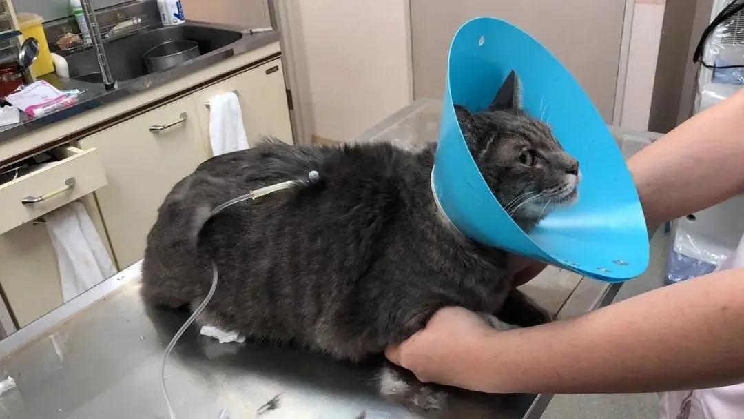 猫咪糖尿病如何诊断,猫咪糖尿病如何确诊