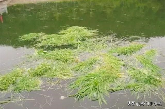 钓草鱼技巧草鱼喜欢吃什么,钓草鱼的几种钓法多年实用总结