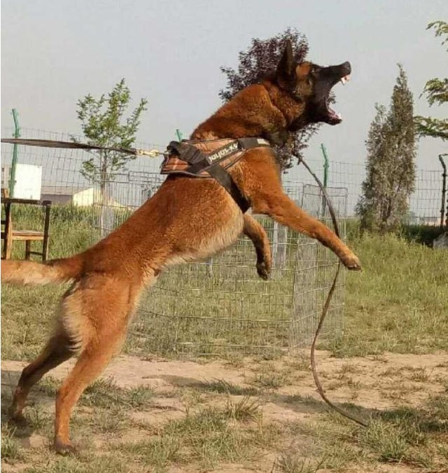 德牧和马犬哪个更容易训练,德牧与马犬哪个适合家养