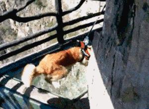 网红玻璃桥悬崖秋千,网红旅游打卡玻璃滑道