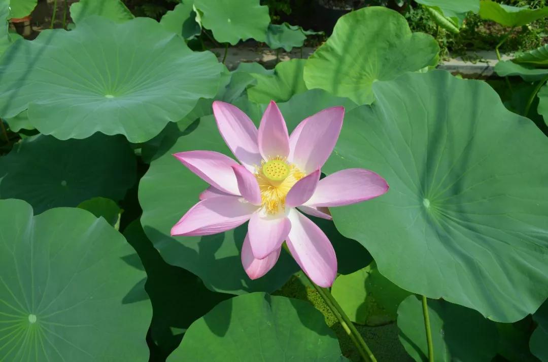 冬天常见中药植物图片及功效,花期长的草本植物图片