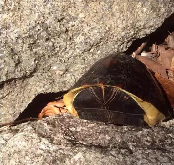黄缘龟喜欢的植物,黄缘龟有灵性吗