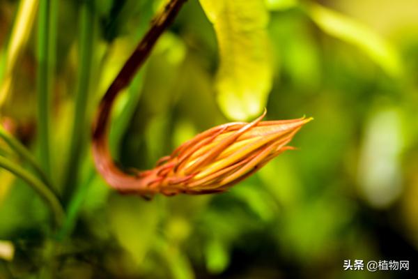 扦插的昙花第二年能开花吗,昙花叶片扦插多久可以开花