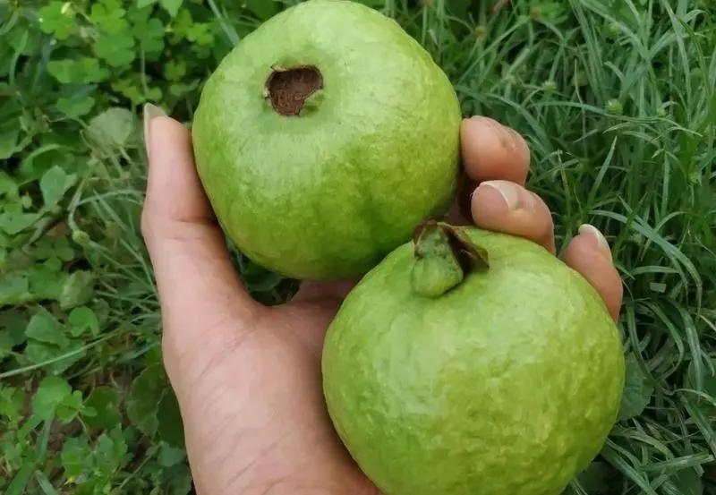 芭乐果怎样区分红白心,红芭乐白芭乐哪个好