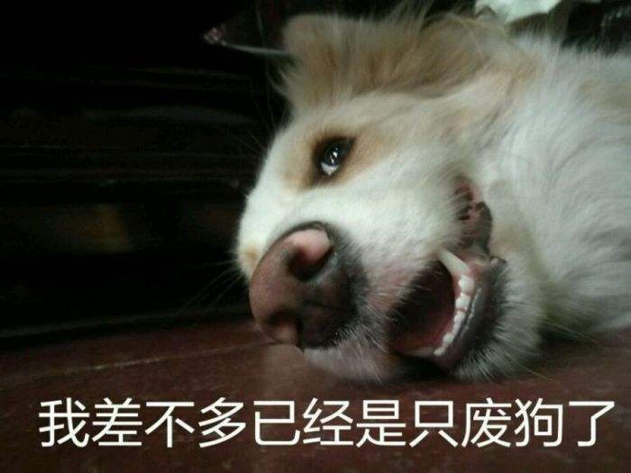 养狗新手与老手的区别,养狗为什么要养纯种犬