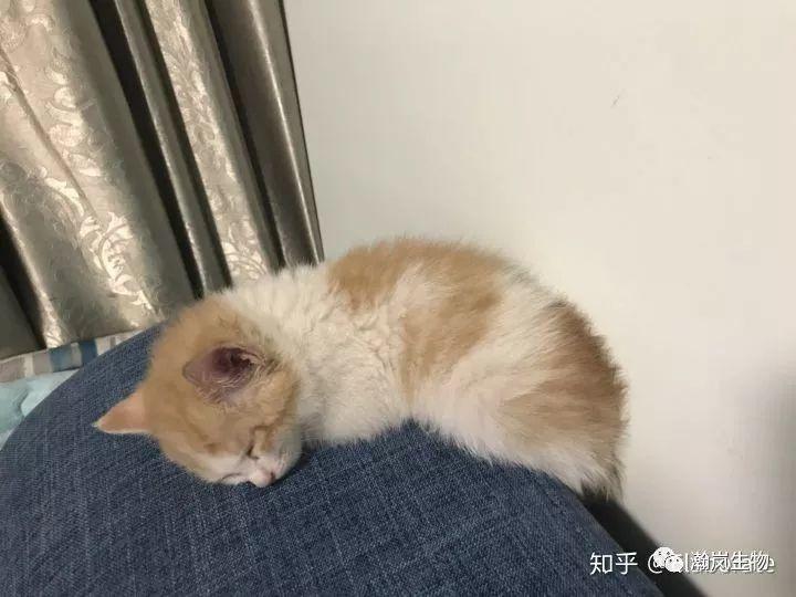 养品种猫的好处,土猫可以和品种猫配吗