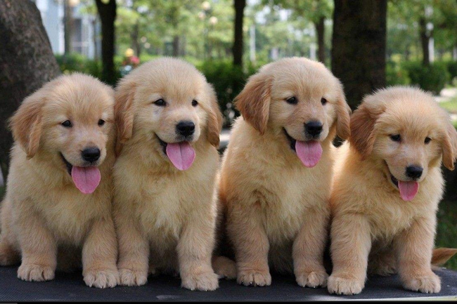 金毛月经期间能吃打虫药吗,金毛来月经可以洗澡吗