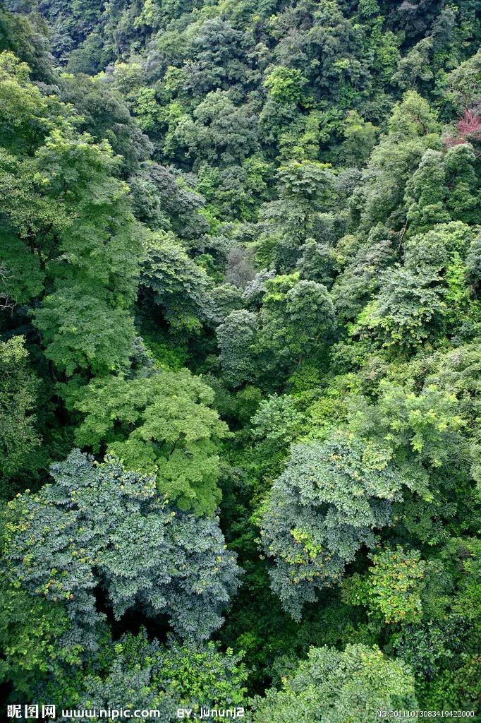 在没有道路或痕迹可循的深山密林中迷路了怎么办?