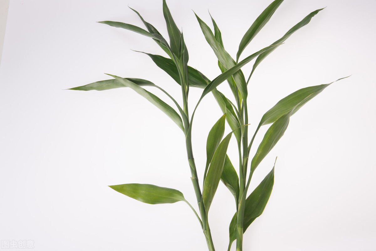 养什么植物晒不死又不怕冻,北方冬天适合养的花草耐寒耐冻