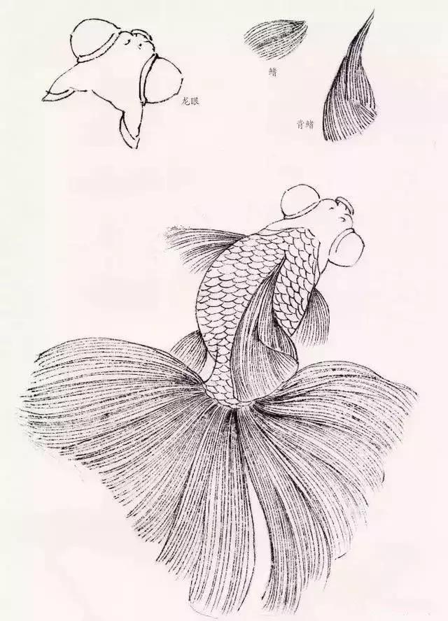 工笔金鱼团扇教学视频,工笔金鱼国画图片大全
