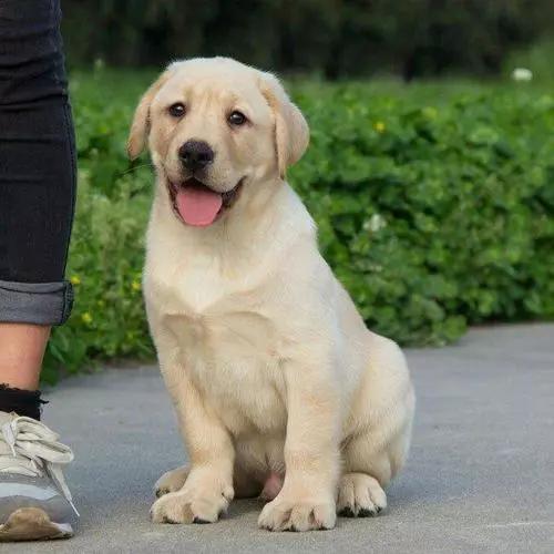 微靖江：傻眼，只因婆婆不让养狗，这个靖江儿媳于是这样做...