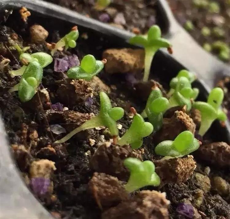 养多肉的土发霉是怎么回事,品氏泥炭土发霉了还能用吗