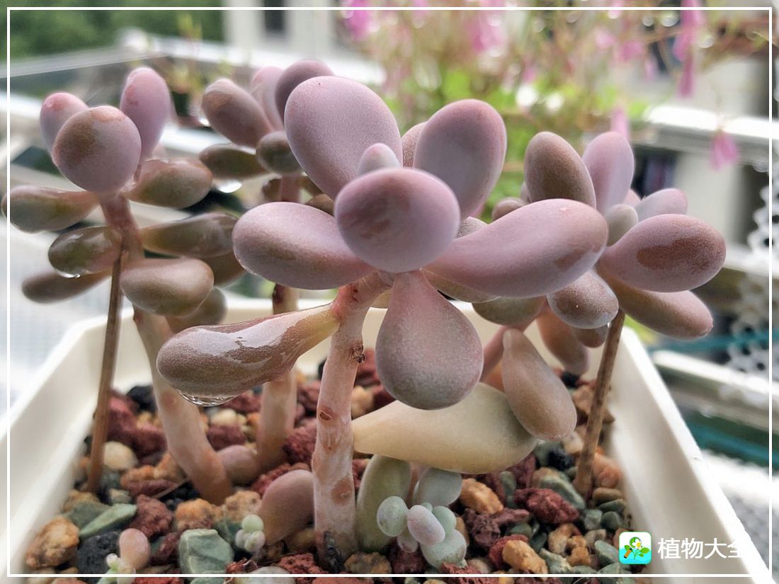 多肉植物艾伦视频,多肉植物艾伦价位