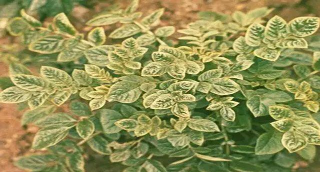 马铃薯这几种病害你都会认吗？认清了以后教你怎么治！（二）