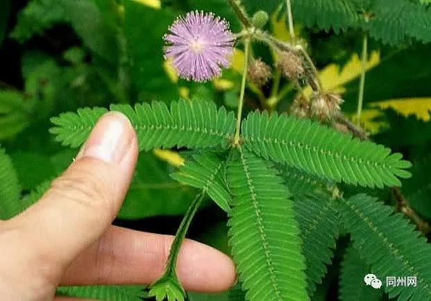 拜都莲:生活小记二则