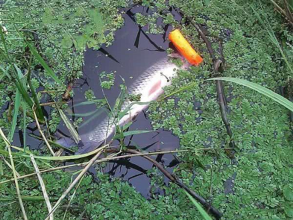 钓鱼人最怕的几种情况是,钓鱼人的十大心理