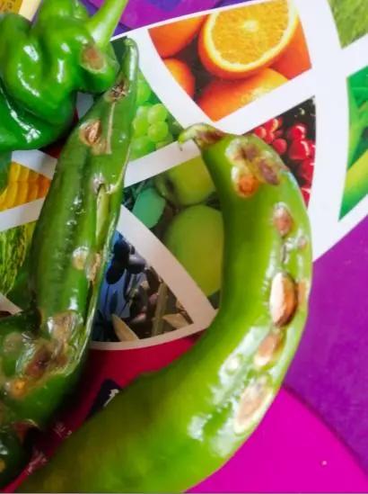 难缠的辣椒炭疽病，最全讲解在这里