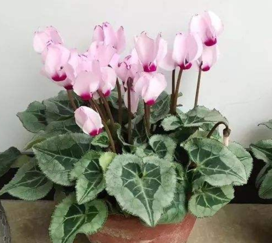 仙客来叶子枯萎怎么补救,仙客来烂叶子是什么原因