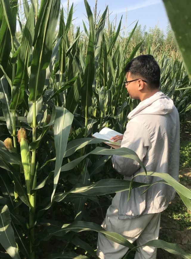 玉米常规育种攻略,玉米常规育种