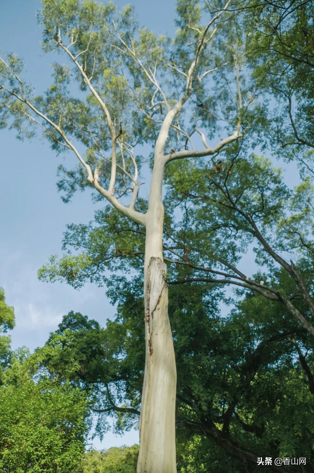 珠海鲜为人知的一面,珠海有名的花园