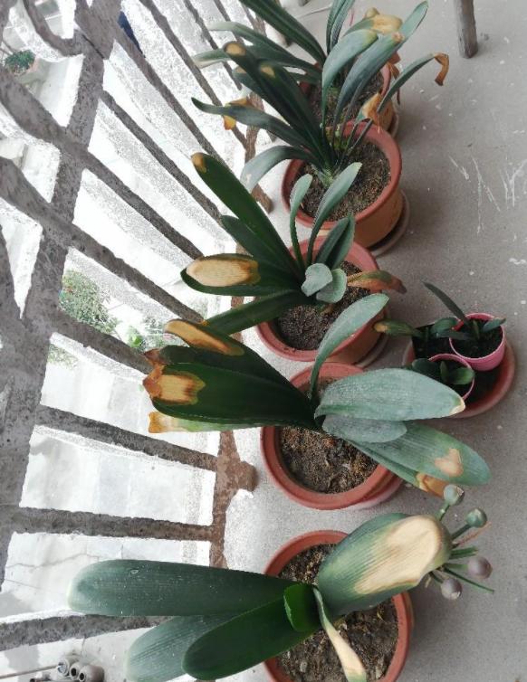 君子兰有六怕你知道吗,君子兰最怕的五种事情