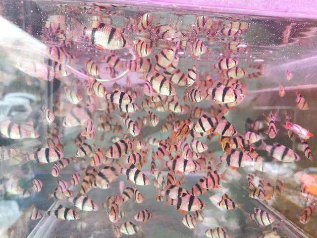 新手鱼友去水族店如何选鱼？