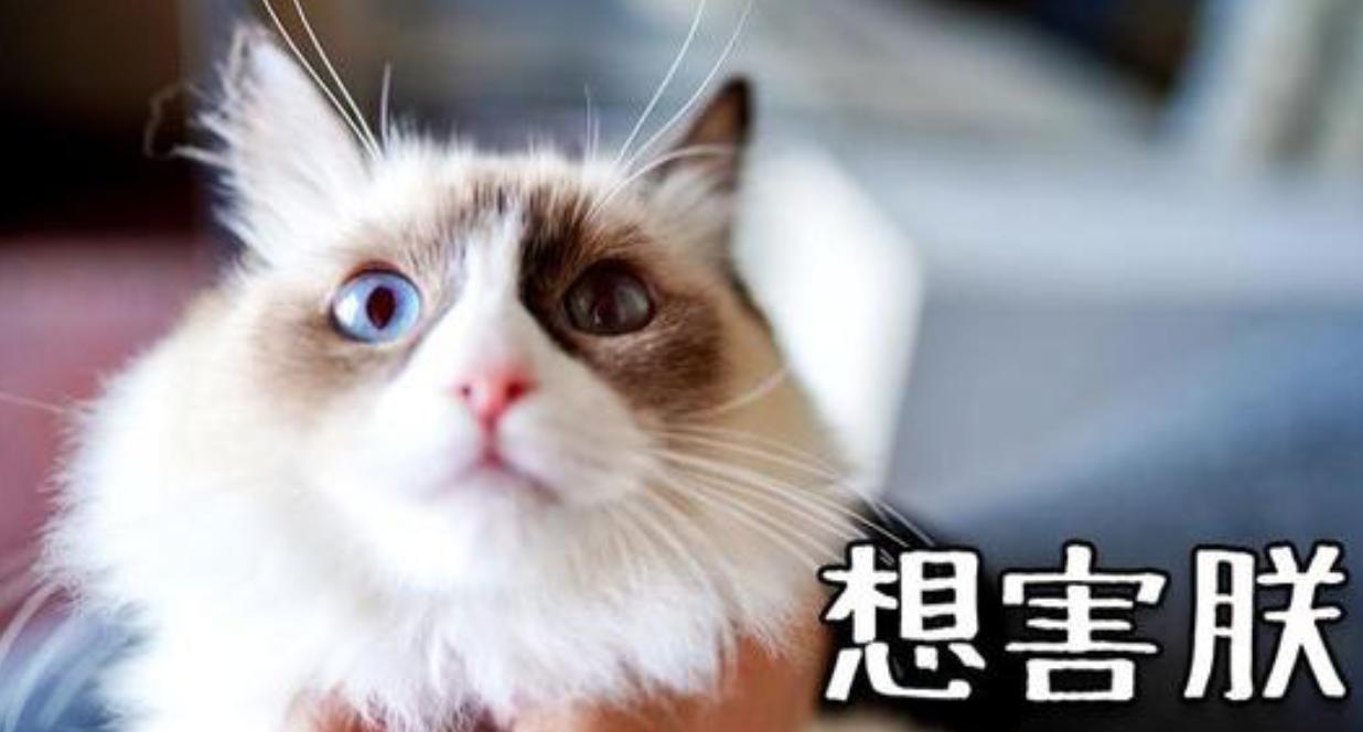 给猫咪喂药之后不粘人了,给猫咪喂药都几毫升