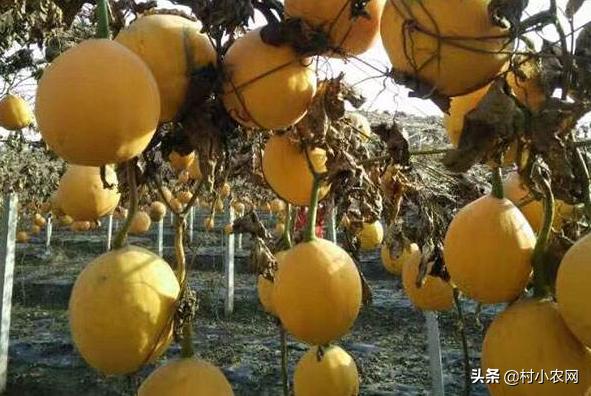 农村创业种植什么药材最好,农村创业做什么项目最好赚钱