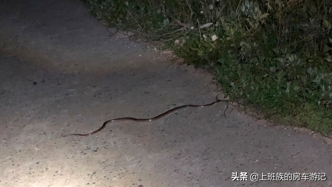 花鸟岛和枸杞岛攻略,海花岛攻略带你玩转海花岛